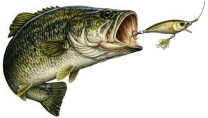 Wing's Live Bait & Tackle